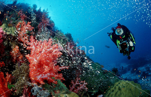 Similan Islands National Marine Park