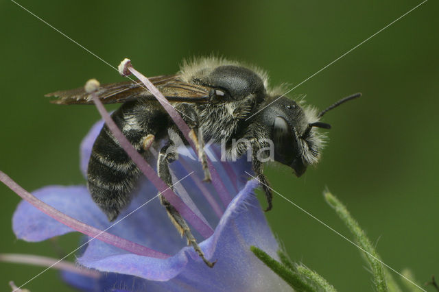 Slangenkruidbij (Osmia adunca)