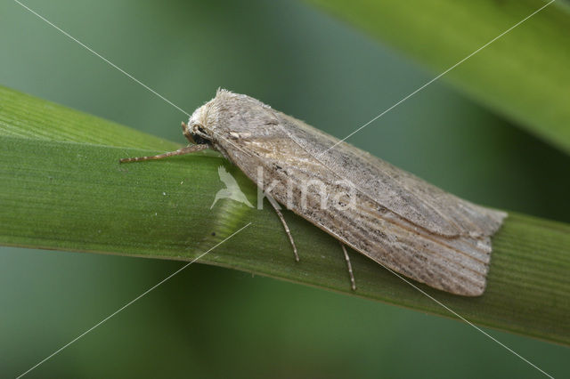 Silky Wainscot (Chilodes maritima)