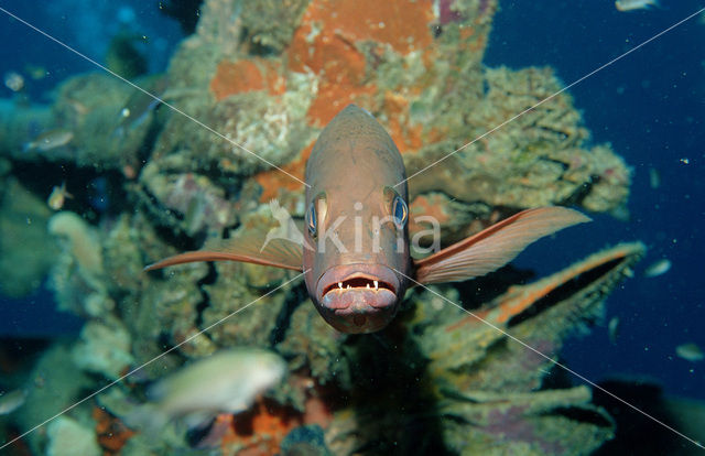 Snapper (Lutjanus bohar)