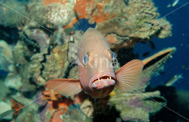 Two-spot red snapper (Lutjanus bohar)