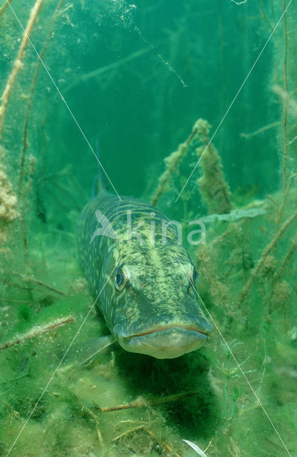 Northern Pike (Esox lucius)