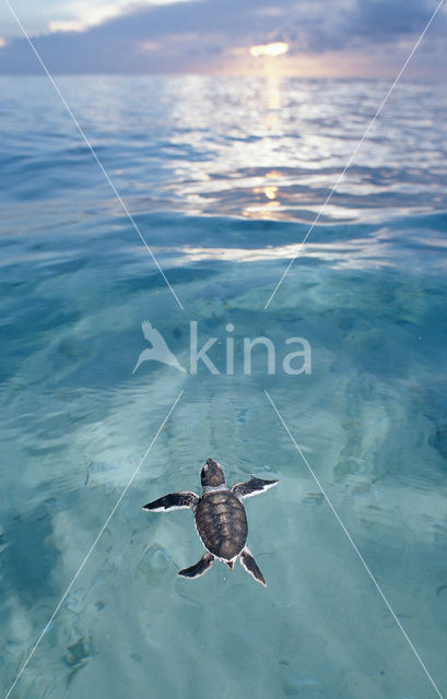 Soepschildpad (Chelonia mydas)