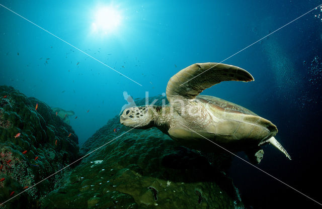Green Turtle (Chelonia mydas)