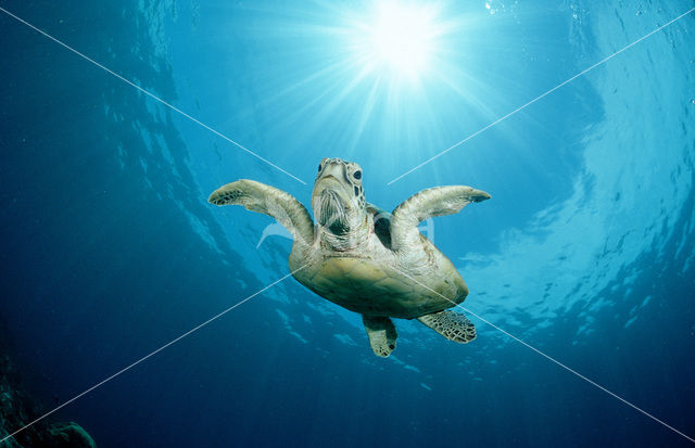 Green Turtle (Chelonia mydas)