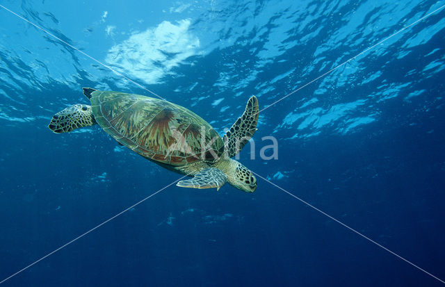 Soepschildpad (Chelonia mydas)