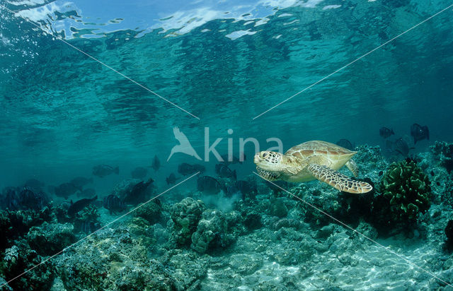 Soepschildpad (Chelonia mydas)