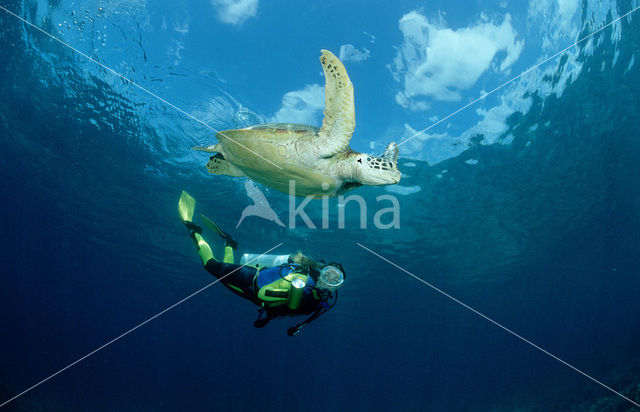 Green Turtle (Chelonia mydas)