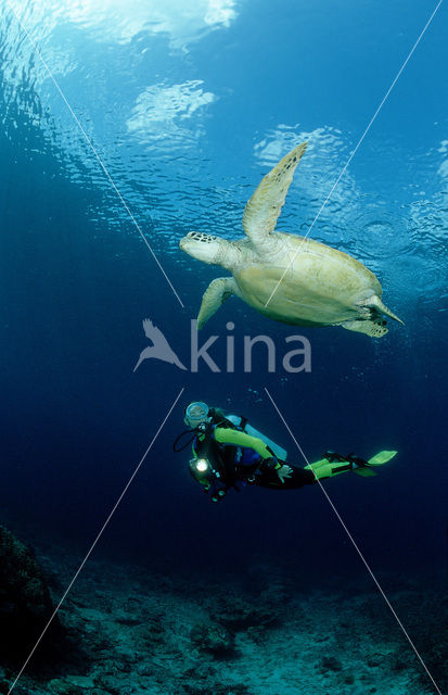 Soepschildpad (Chelonia mydas)