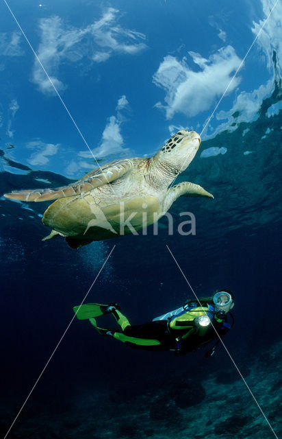 Soepschildpad (Chelonia mydas)