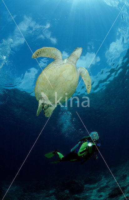 Soepschildpad (Chelonia mydas)