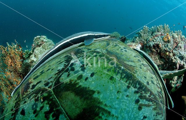 Soepschildpad (Chelonia mydas)