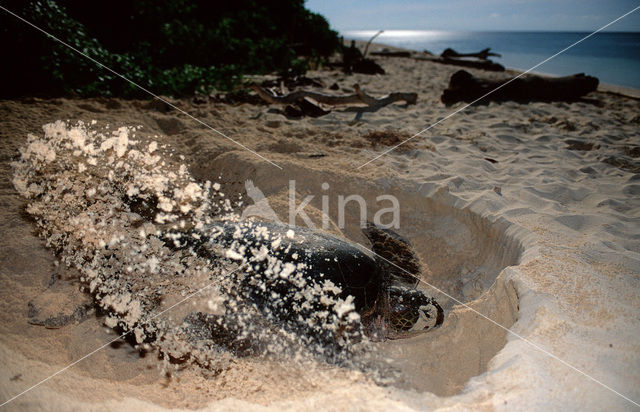 Soepschildpad (Chelonia mydas)