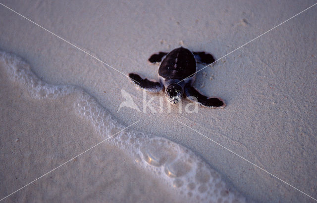 Soepschildpad (Chelonia mydas)