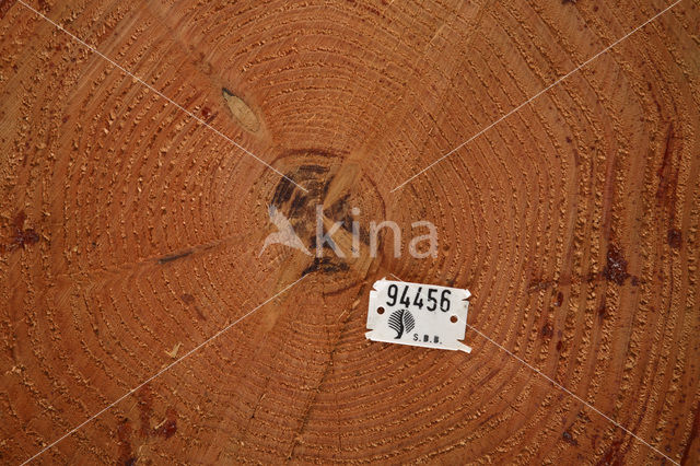 Spar (Picea)