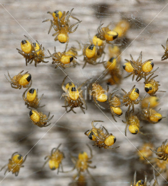 spider