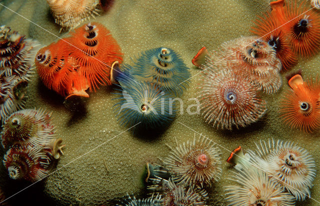 Christmas tree worm (Spirobranchus giganteus)