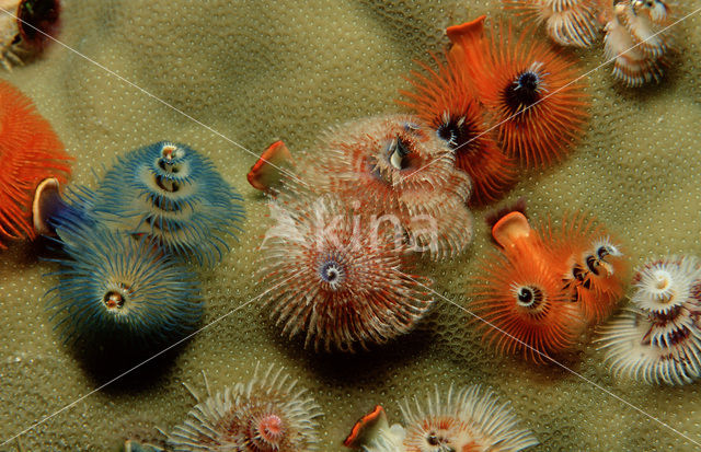 Christmas tree worm (Spirobranchus giganteus)