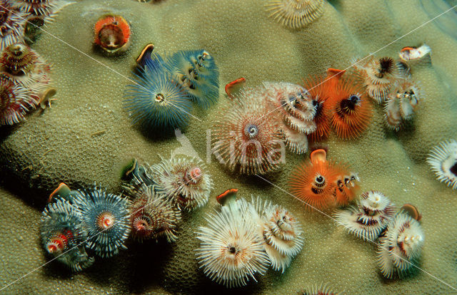 Christmas tree worm (Spirobranchus giganteus)
