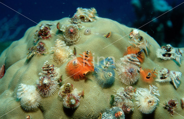 Christmas tree worm (Spirobranchus giganteus)