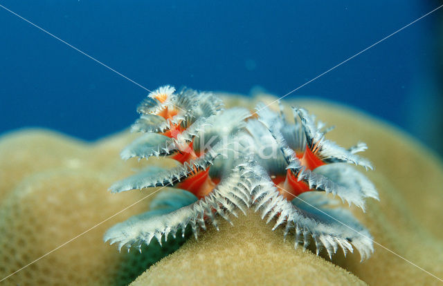 Christmas tree worm (Spirobranchus giganteus)