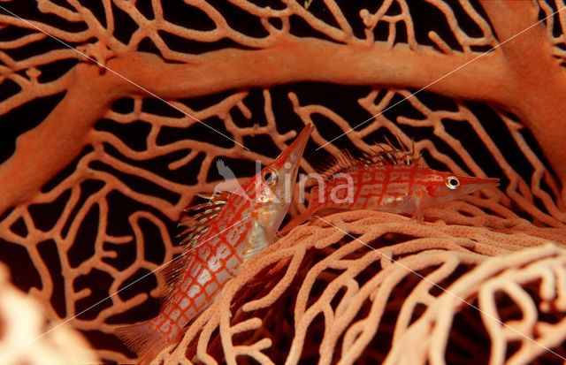 Longnose hawkfish (Oxycirrhites typus)