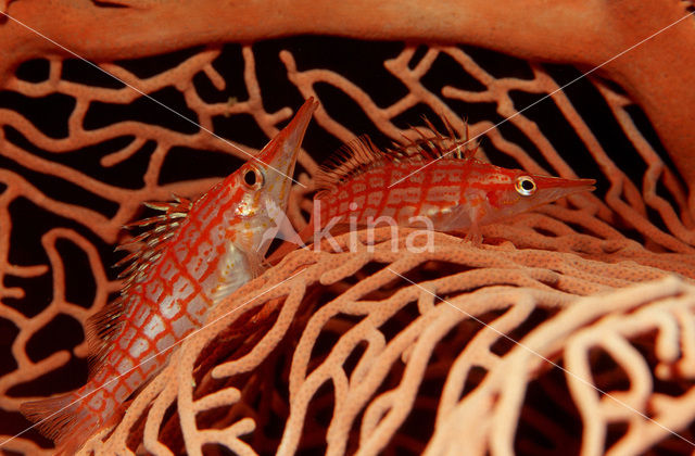 Longnose hawkfish (Oxycirrhites typus)