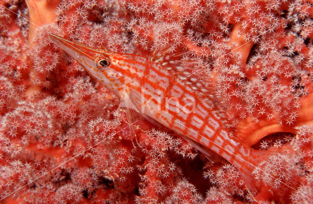 Spitssnuit koraalklimmer (Oxycirrhites typus)
