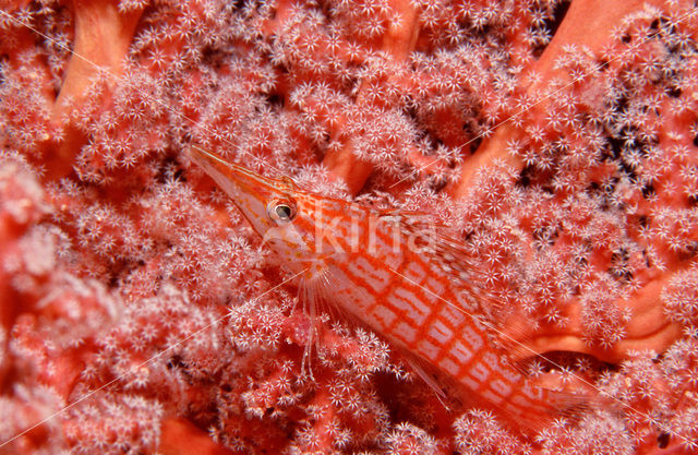 Spitssnuit koraalklimmer (Oxycirrhites typus)
