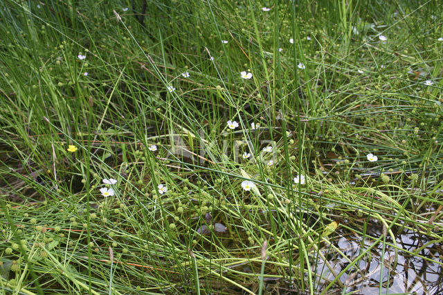 Stijve moerasweegbree (Echinodorus ranunculoides)