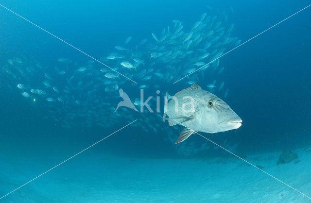 Trumpet emperor (Lethrinus miniatus)