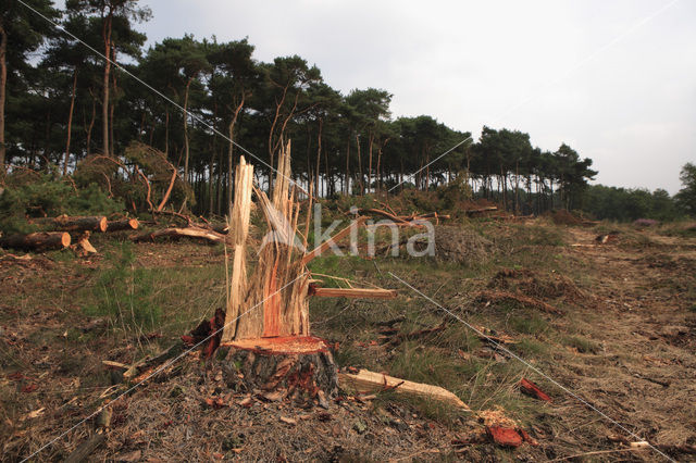 Strabrechtse Heide