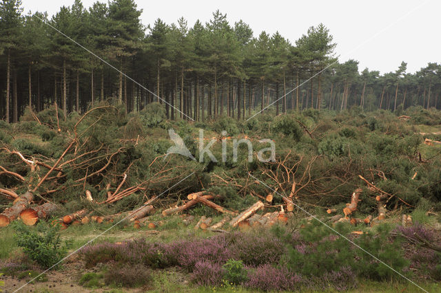 Strabrechtse Heide