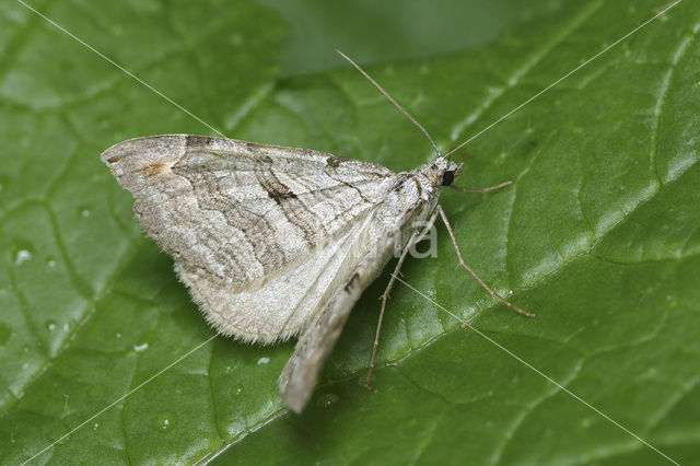 Streepblokspanner (Aplocera plagiata)