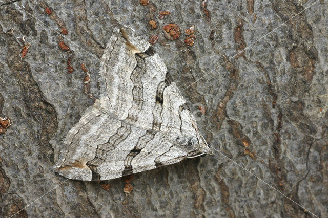 Treble-bar (Aplocera plagiata)