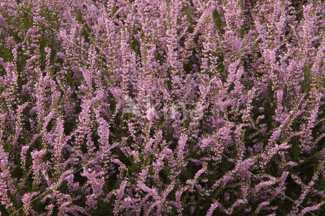 Heather