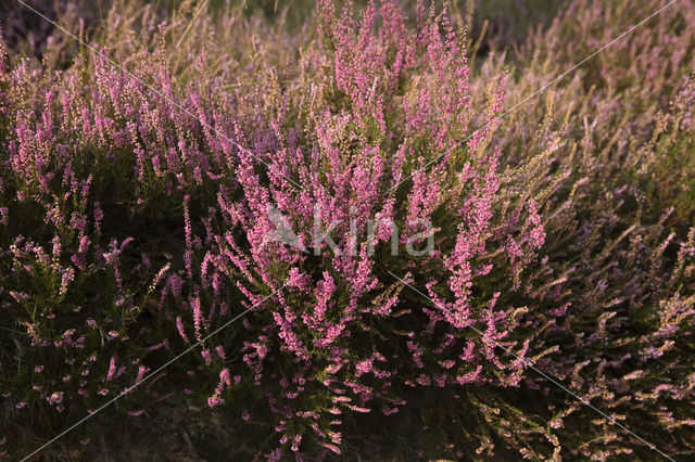 Heather