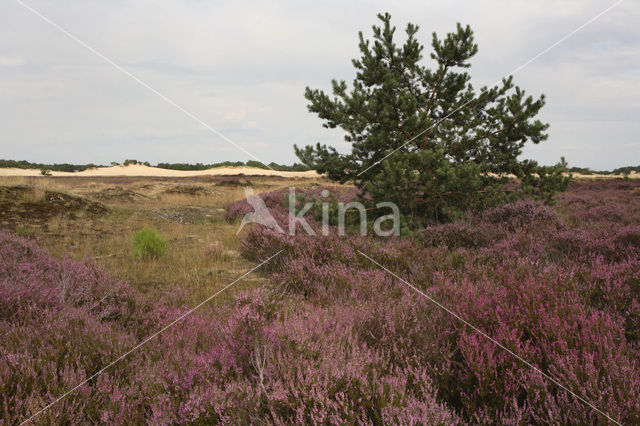 Heather