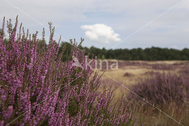 Heather