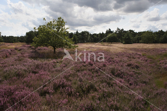 Heather