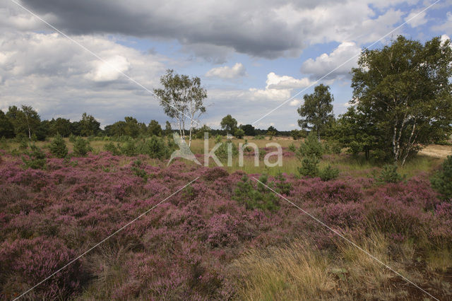Heather