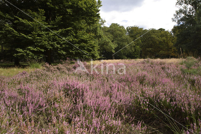 Heather