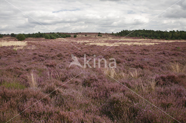 Heather