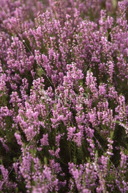 Heather