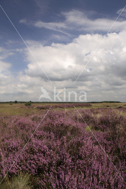Heather