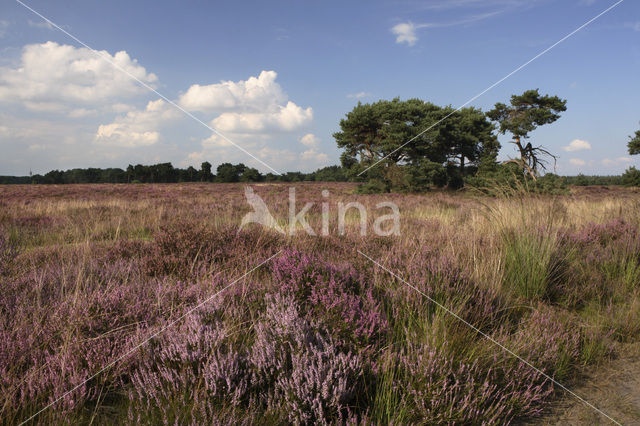 Heather