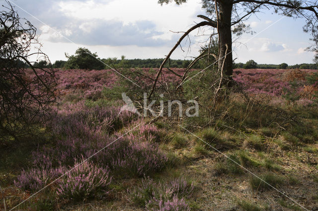 Heather