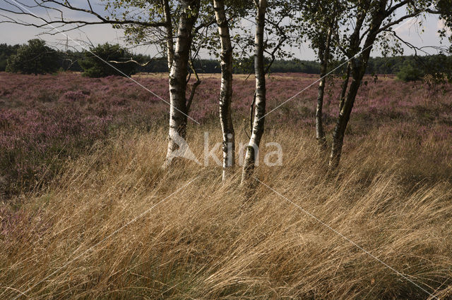 Heather