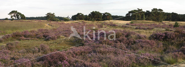 Heather