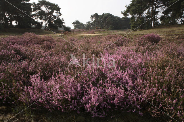 Heather